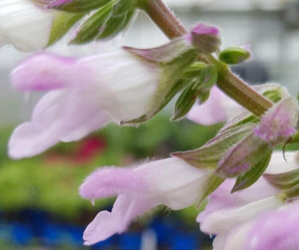 Salvia Waverly 3 1 compress