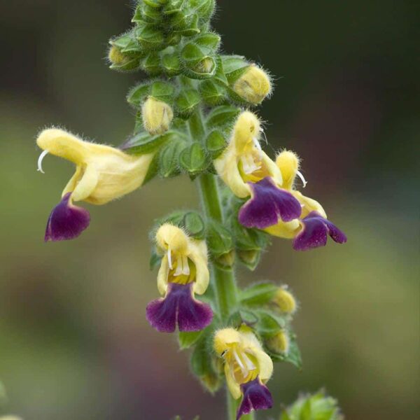 Salvia bulleyana 3 1 compress