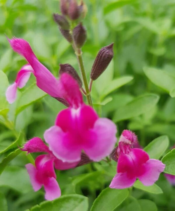 Salvia greggii Icing Sugar 2 1 compress