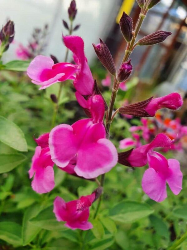 Salvia greggii Icing Sugar 3 1 compress