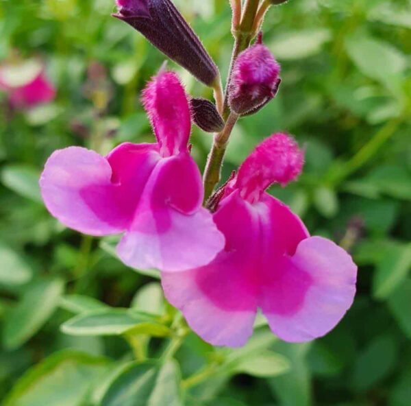 Salvia greggii Icing Sugar 4 1 compress
