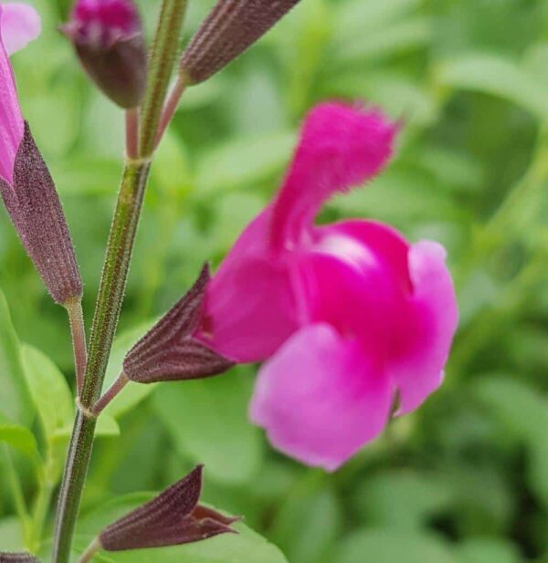Salvia greggii Icing Sugar 5 1 compress