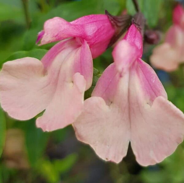 Salvia greggii Strawberries and Cream 1 1 compress