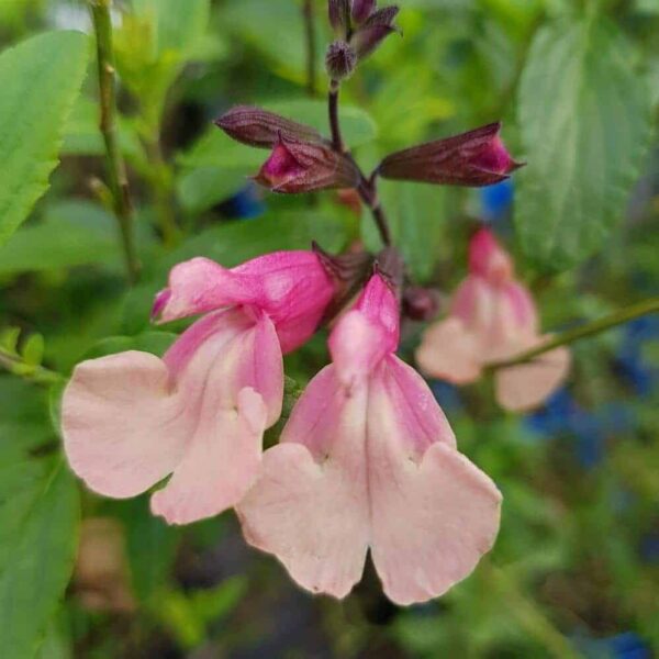 Salvia greggii Strawberries and Cream 2 1 compress