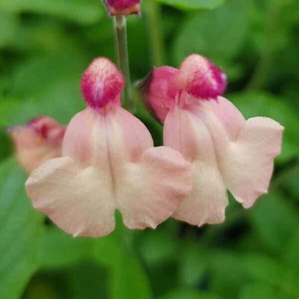 Salvia greggii Strawberries and Cream 5 1 compress