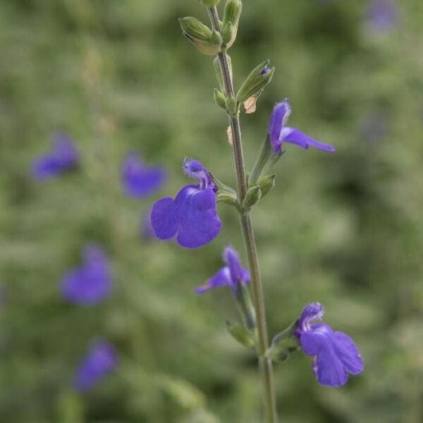 Salvia microphylla Blue Monrovia 1 1