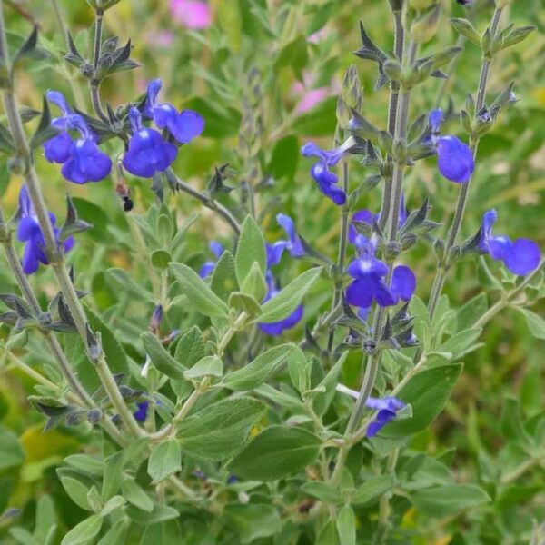 Salvia microphylla Blue Monrovia 4 1