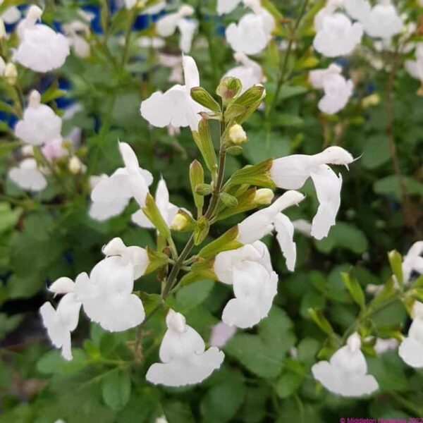 Salvia microphylla Gletscher 5 1 compress e1643021695183
