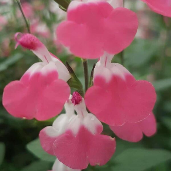 Salvia microphylla Pink Lips 2 1 compress