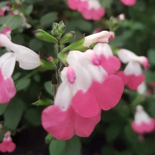 Salvia microphylla Pink Lips 3 1 compress