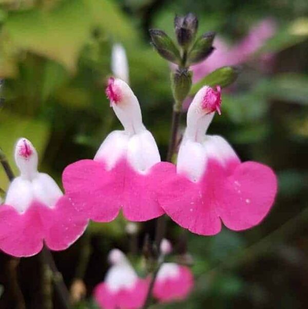 Salvia microphylla Pink Lips 4 1 compress