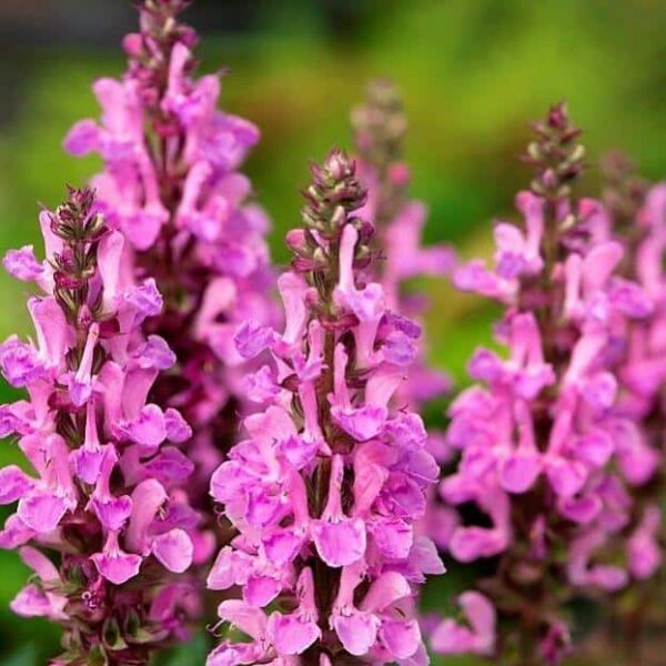 Salvia nemorosa Rose Marvel 2 1 compress