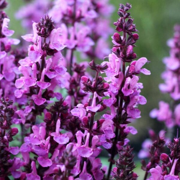 Salvia nemorosa Rose Marvel 3 compress e1643293027480