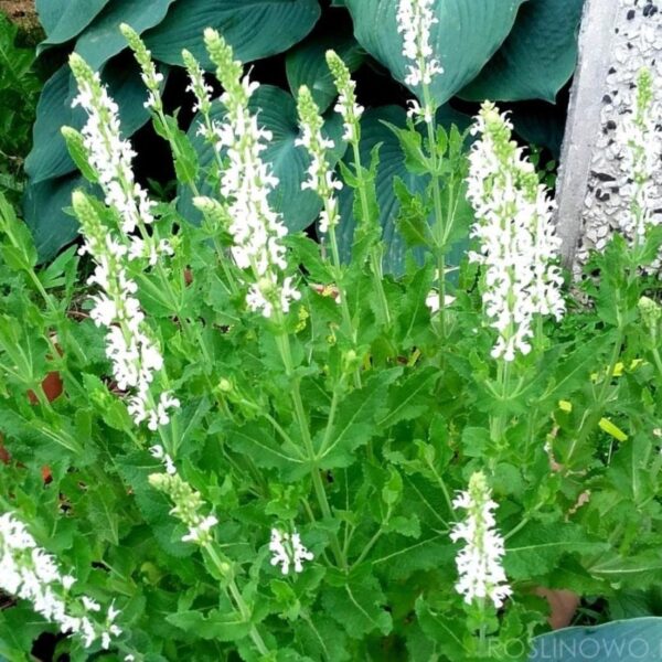 Salvia nemorosa Salute White 3 1 compress e1643293785121