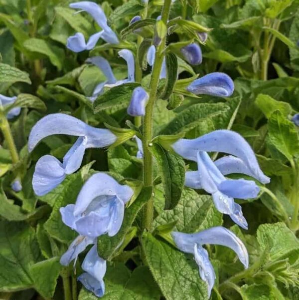 Salvia patens Patio Sky Blue 1 1 compress
