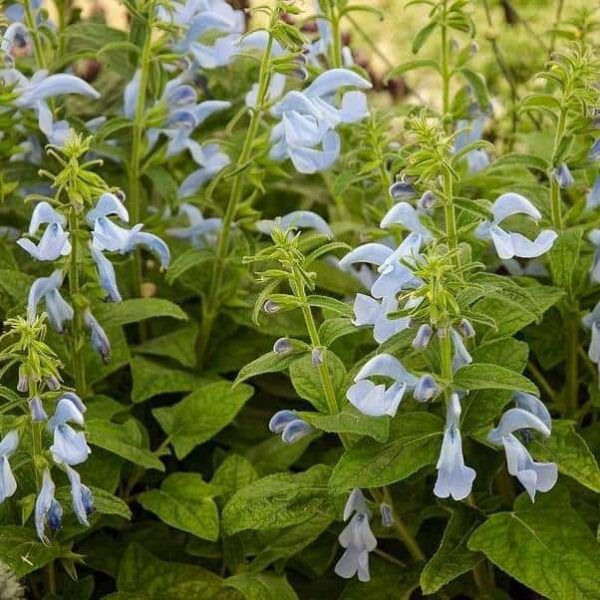 Salvia patens Patio Sky Blue 2 1 compress