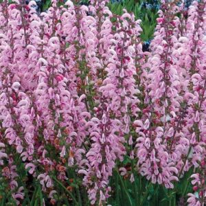 Salvia pratensis Eveline 1 1 compress