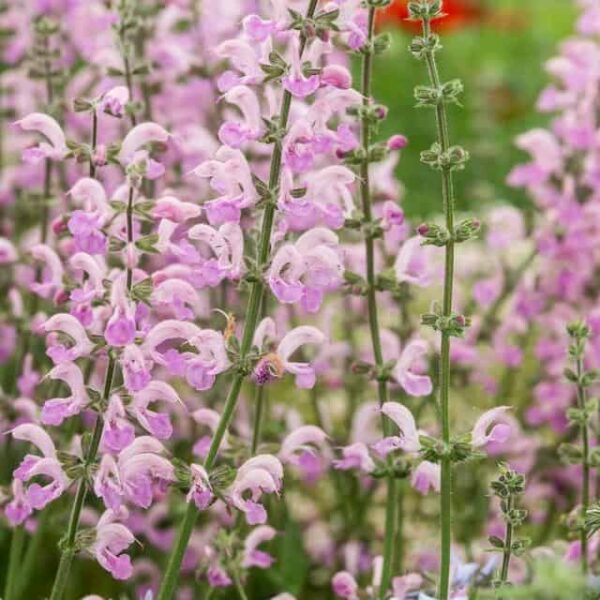 Salvia pratensis Eveline 2 1 compress