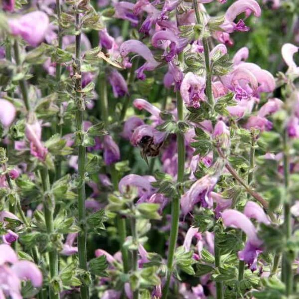 Salvia pratensis Eveline 3 1 compress