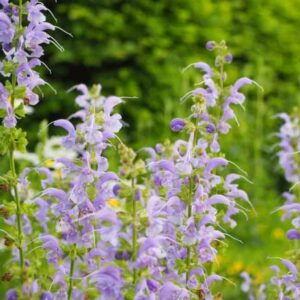 Salvia pratensis Sky Dance 3 1 compress