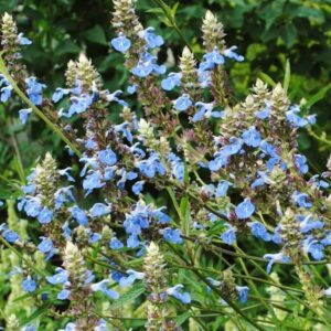 Salvia uliginosa 1 1 compress