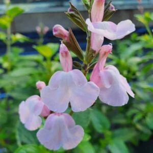 Salvia x Jamensis 'Peter Vidgeon'