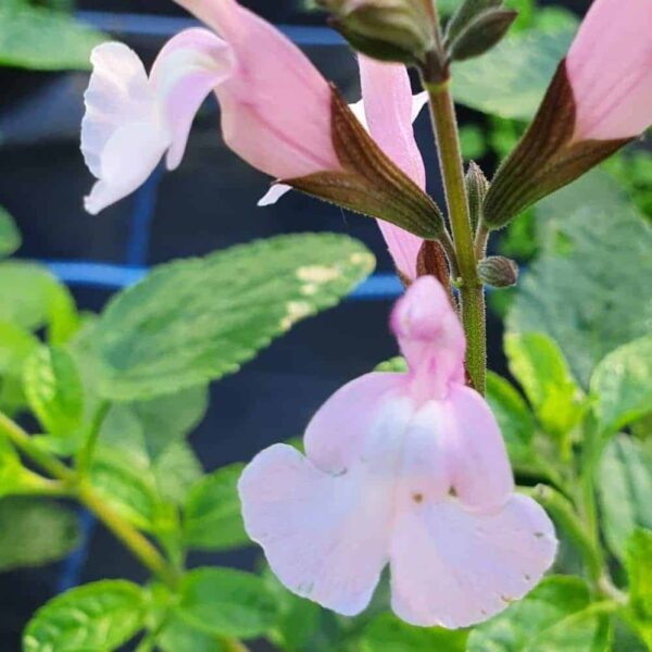 Salvia x Jamensis 'Peter Vidgeon' - Image 3