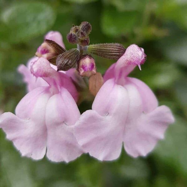Salvia x Jamensis 'Peter Vidgeon' - Image 2