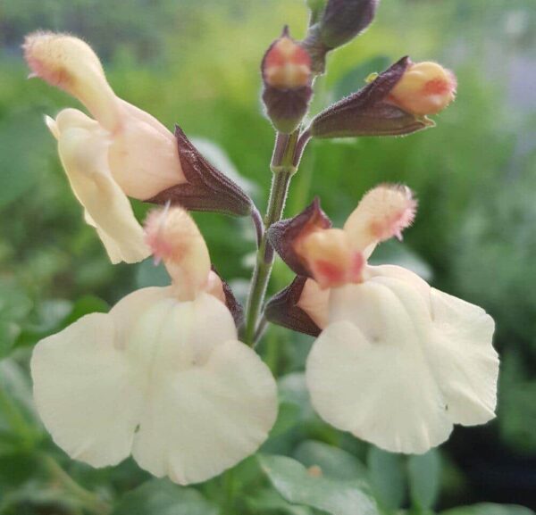 Salvia x jamensis Melen 1 1 compress