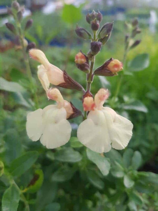 Salvia x jamensis Melen 3 1 compress