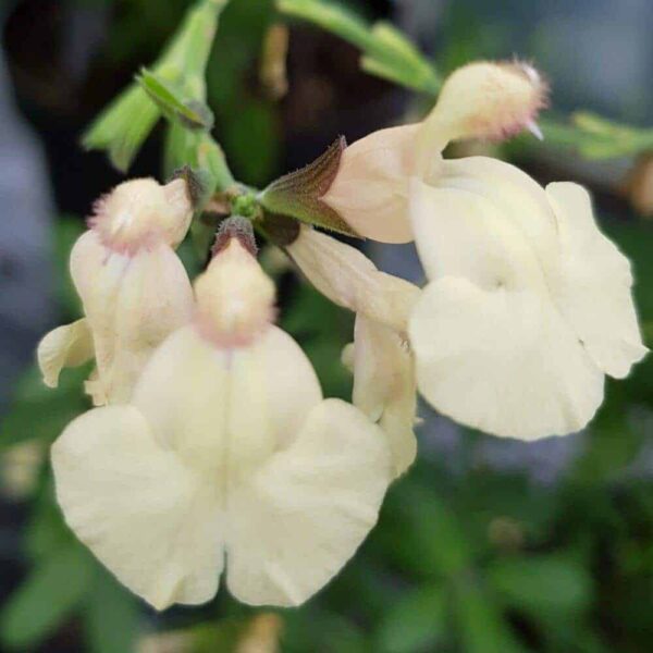Salvia x jamensis Melen 4 1 compress