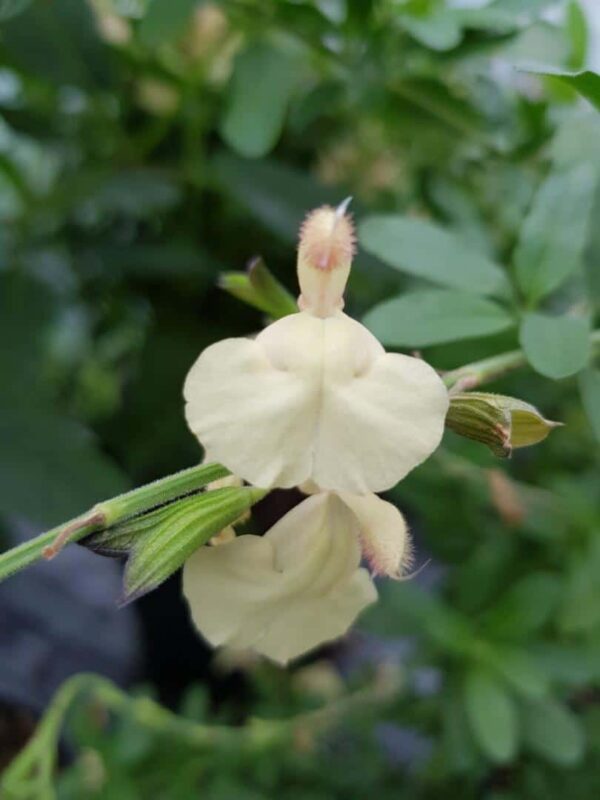 Salvia x jamensis Melen 5 1 compress