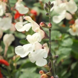 Salvia x jamensis Moonlight Serenade 3 1 compress