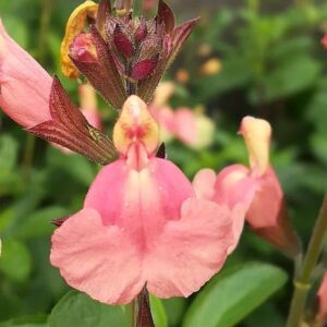 Salvia x jamensis 'Senorita leah'