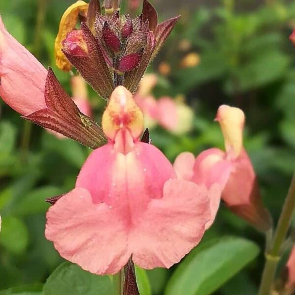 Salvia x jamensis 'Senorita leah'