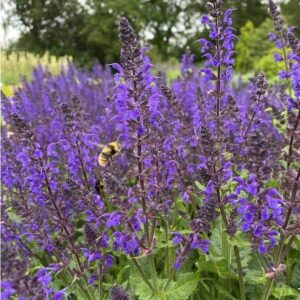 Salvia x sylvestris Viola Klose 3 1 compress