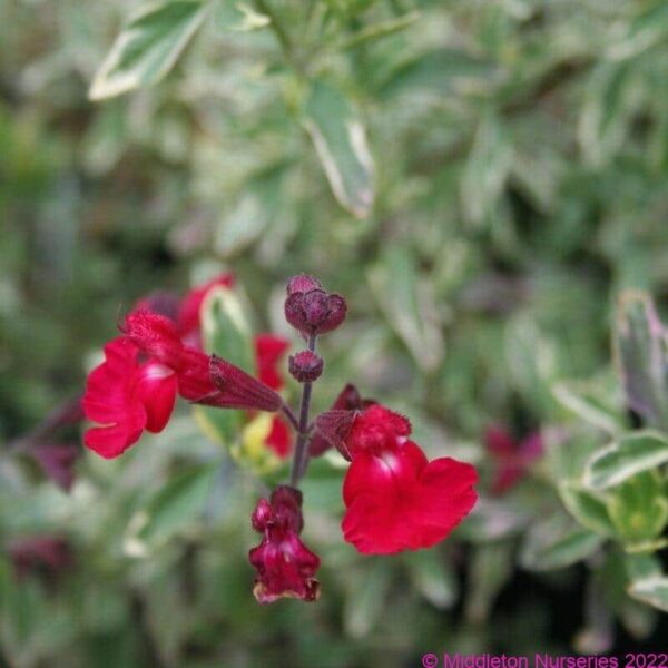 Salvia2Bgreggii2B2527Desert2BBlaze2527 1 compress