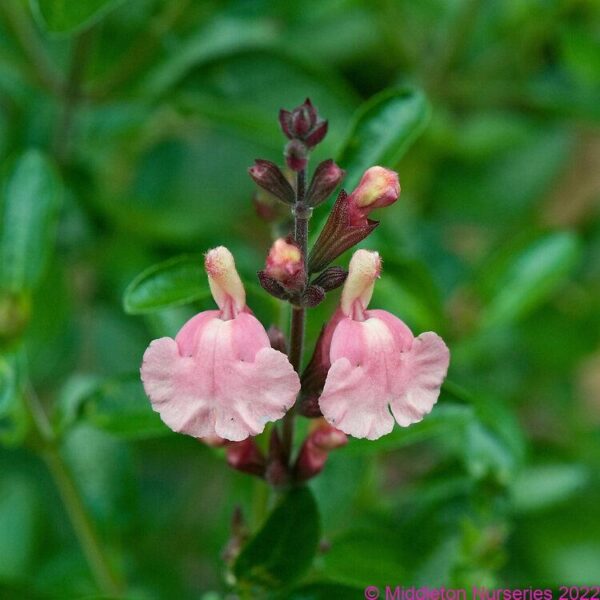 Salvia x jamensis 'Senorita leah' - Image 4