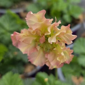 Geum 'Petticoats Peach'