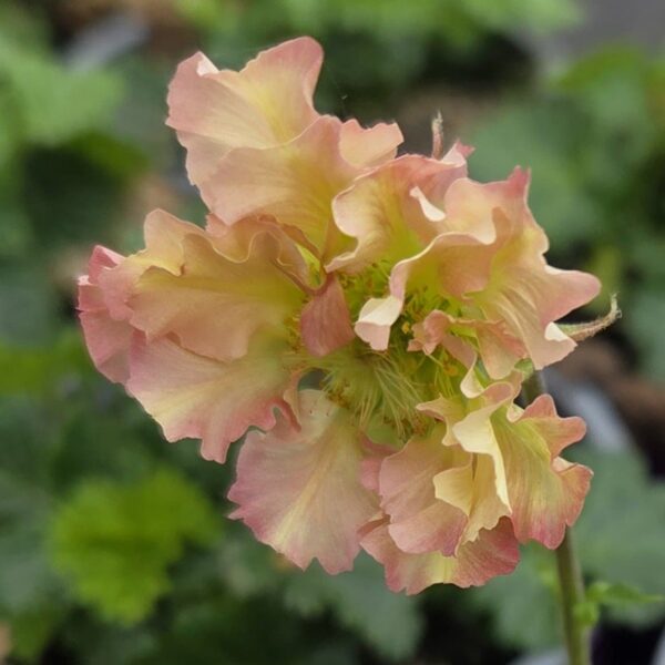 Geum 'Petticoats Peach' - Image 2