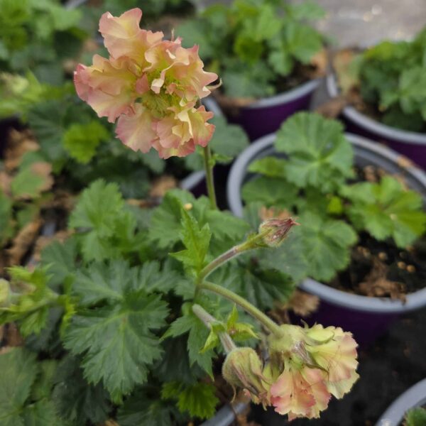Geum 'Petticoats Peach' - Image 4