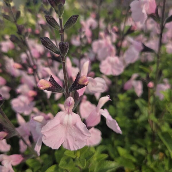 Salvia 'Naomy Tree'