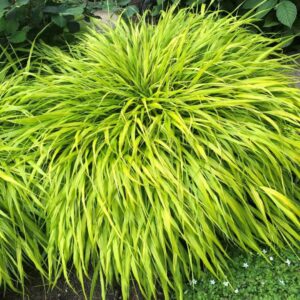 Hakonechloa macra All Gold 1 compress