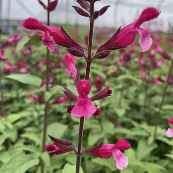 Salvia Pink Mulberry 1 compress