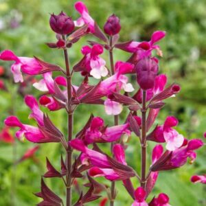 Salvia Pink Mulberry 2 compress