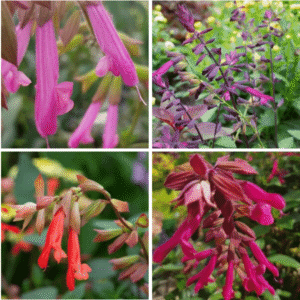 Salvia Collections: Wish Collection