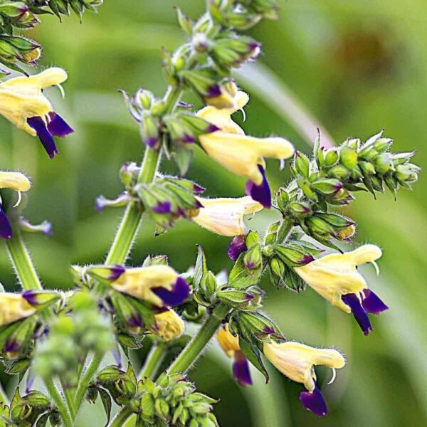 Salvia bulleyana 2 1 compress