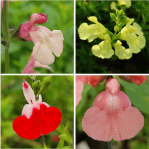 Salvia Varieties: Salvia greggii