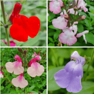 Salvia Varieties: microphylla