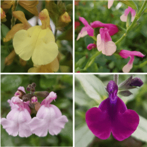 Salvia Varieties: jamensis
